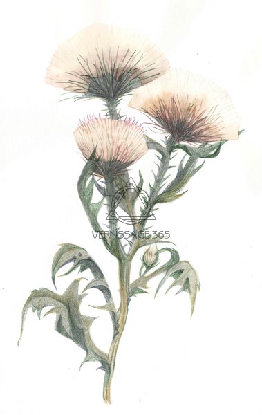 Бодяк полевой (Cirsium arvense (L.) Scop.)