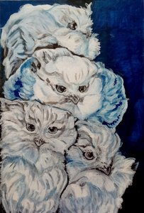 Полярные совы