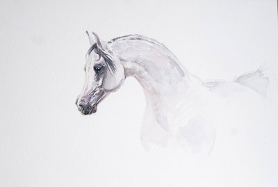Белый лебедь. Портрет арабского жеребца