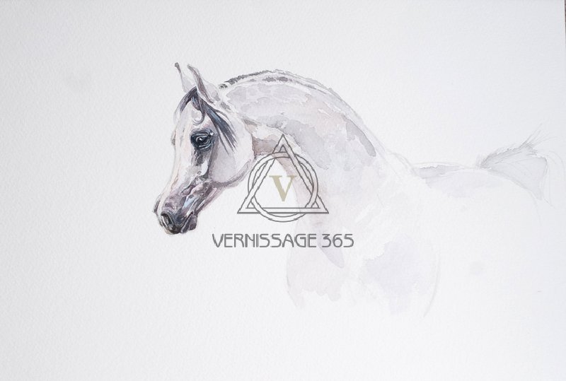 Белый лебедь. Портрет арабского жеребца