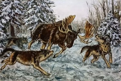 Охота волков на лося
