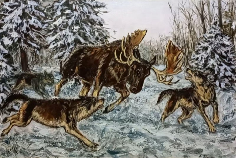 Охота волков на лося