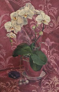 Орхидея в цвету