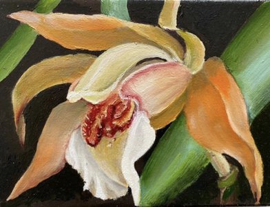 Орхидея Coelogyne salmonicolor