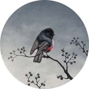 Малиновогрудая Петроика