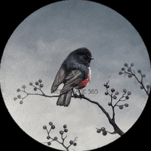 Малиновогрудая Петроика