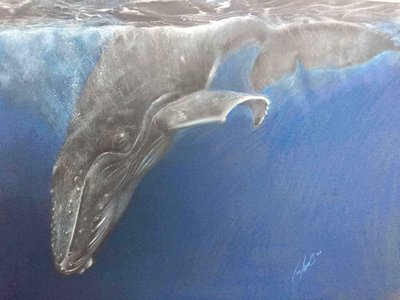 Чёрный кит, Королевство Тонга