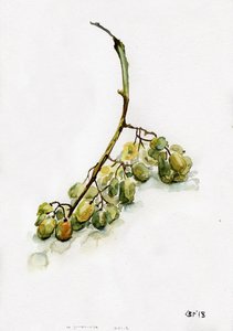 Ветка винограда