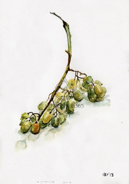 Ветка винограда