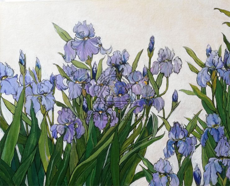 Ирисы