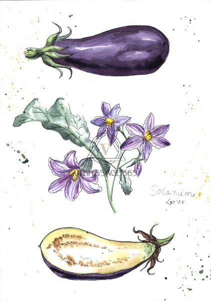 Ботаническая иллюстрация "Баклажан - лат. Solánum melongéna"