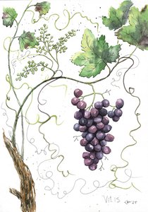 Ботаническая иллюстрация Виноград. - лат. Vítis