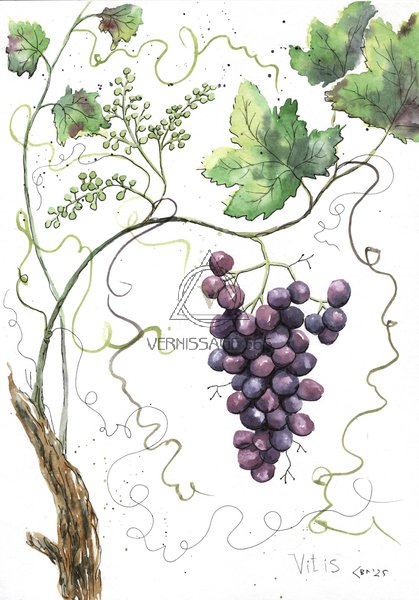Ботаническая иллюстрация Виноград. - лат. Vítis