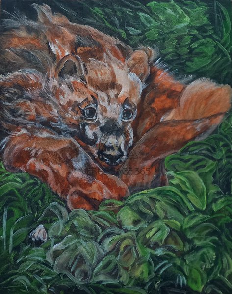 Росомаха в траве