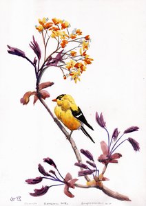 Солнечный чиж