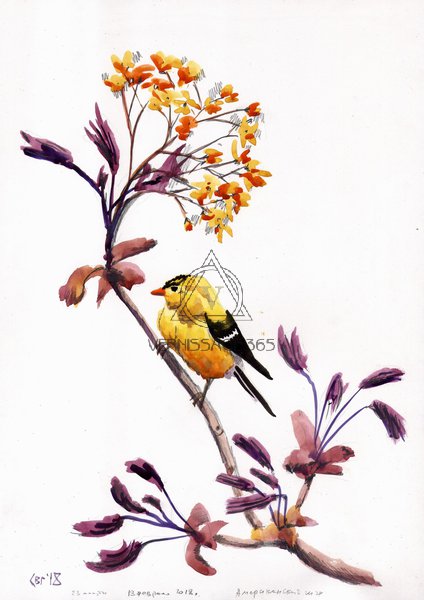 Солнечный чиж