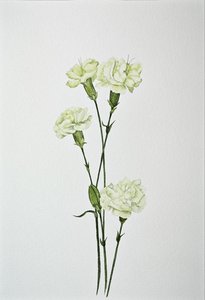 Гвоздика (Dianthus spray)