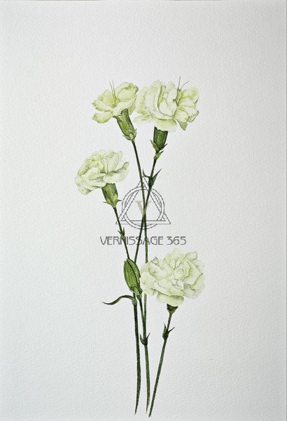 Гвоздика (Dianthus spray)