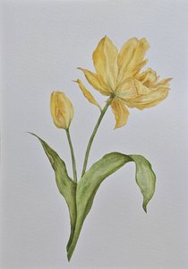 Желтые тюльпаны