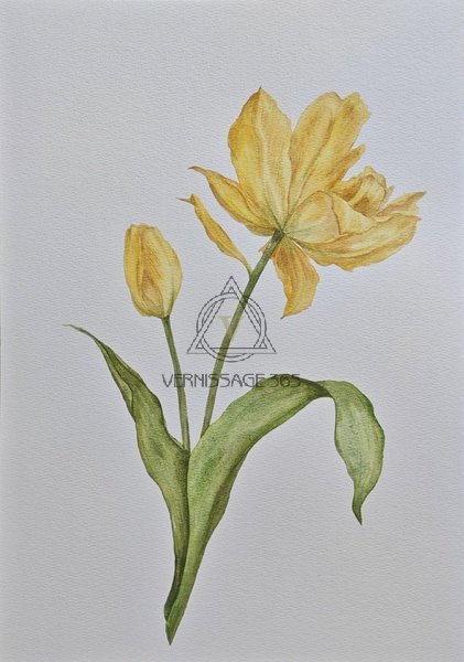 Желтые тюльпаны