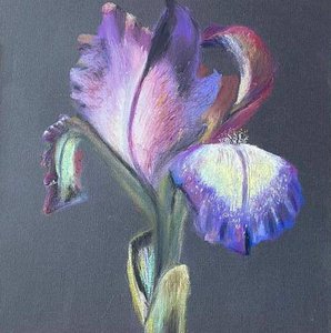 "The Delicate Hues of an iris"