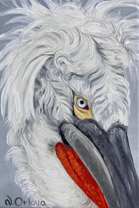 Кудрявый пеликан