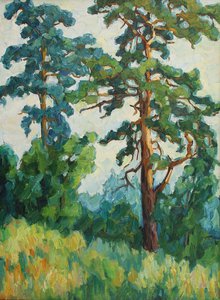 Сосны на солнце