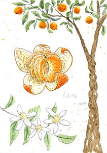 Мандарин - лат. Citrus reticulata