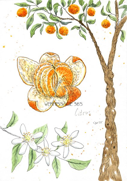 Мандарин - лат. Citrus reticulata