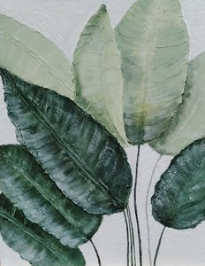 Нежность листьев