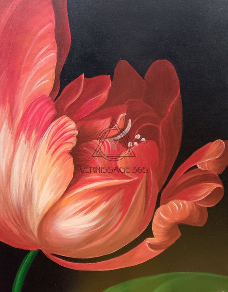 Красный тюльпан