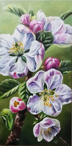 Цветы яблони