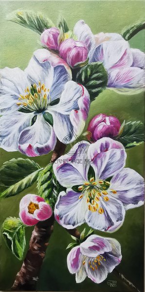 Цветы яблони