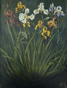 Ирисы