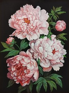 Пионы светлые