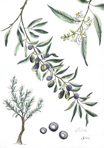 Оливковое дерево - лат. Olea europaea