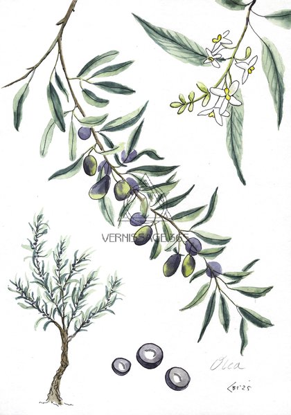 Оливковое дерево - лат. Olea europaea