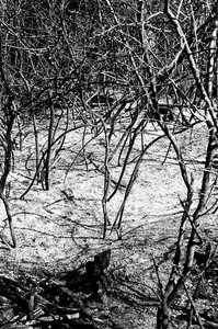 Сгоревшая роща