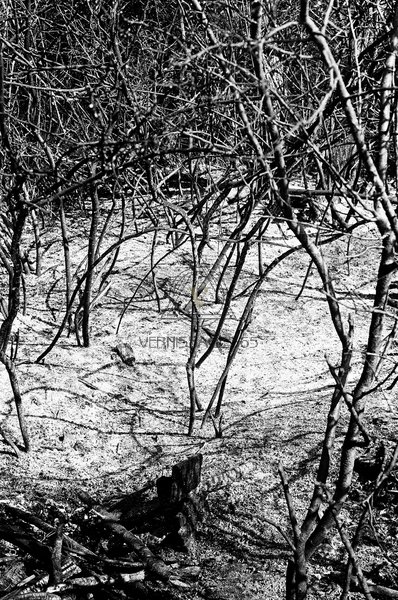 Сгоревшая роща