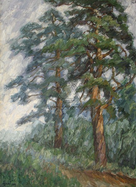 Сосны в дожь