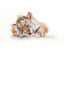 Спящий тигренок