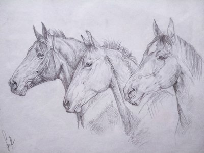 Кони в моей жизни