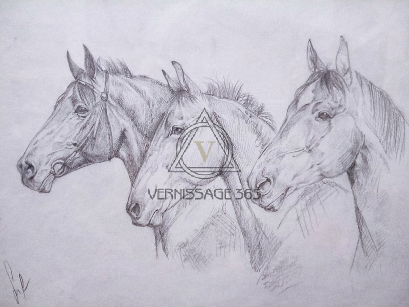 Кони в моей жизни