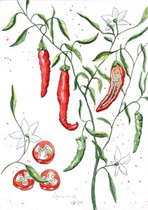 Ботаническая иллюстрация "Острый перец"