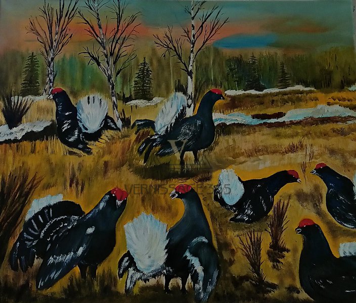 Тетеревинный ток