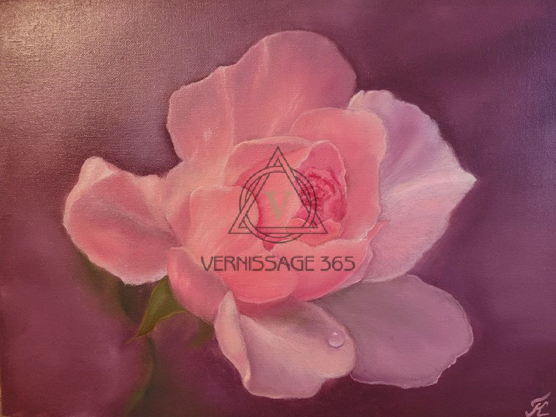 Нежная роза