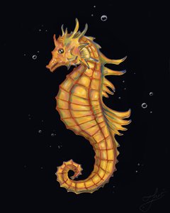 морской конек