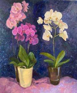 Орхидеи: розовые и белая
