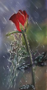 Роза Сияние