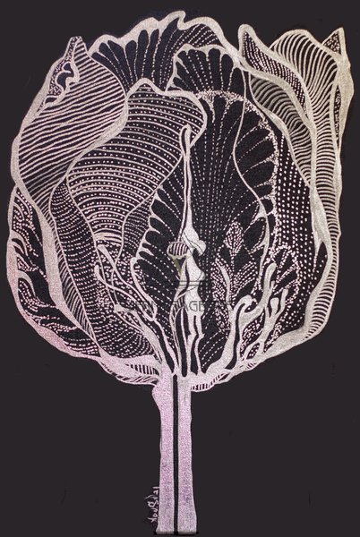 Тюльпан цветок влюбленных